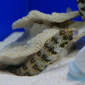 Snaowflake Moray