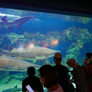 Sand Tiger Shark Tank