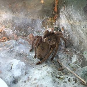 Cyriopagopus Hainanus