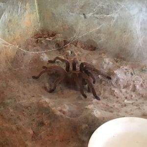 Tarantula