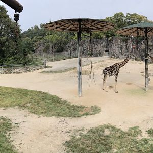 Giraffe Exhibit