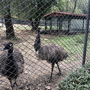 Emu Exhibit