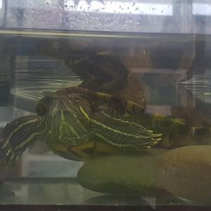 Red Eared Slider