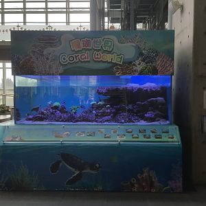 Reef Tank