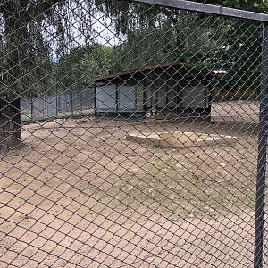 Eastern Grey Kangaroo Exhibit