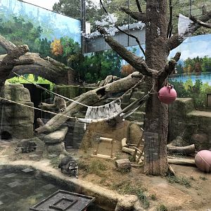 North American Raccoon Exhibit