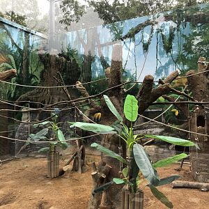 Kinkajou & Crested Porcupine Exhibit