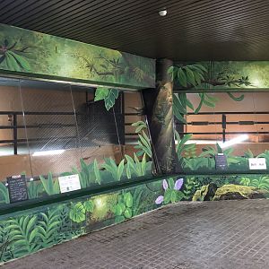 Asian Water Buffalo & Watusi Indoor Holding