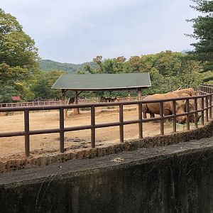 White Rhinoceros Exhibit