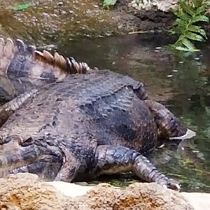 False Gharial