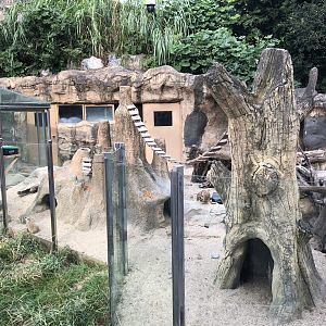 Meerkat Exhibit