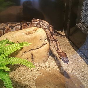 Ball Python