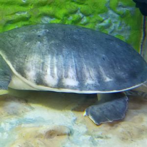 Fly River Turtle