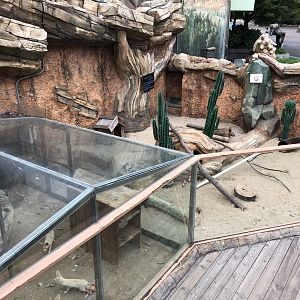 Fennec Fox Exhibit