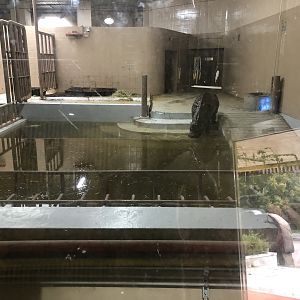 Pygmy Hippopotamus Indoor Holding