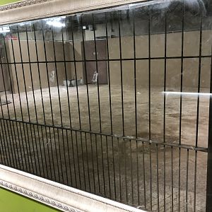 Scimitar-Horned Oryx & Sitatunga Indoor Holding