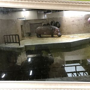 Hippopotamus Indoor Holding