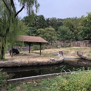 Hippopotamus (Male) Exhibit