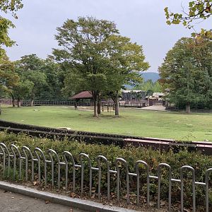Cape Buffalo Exhibit