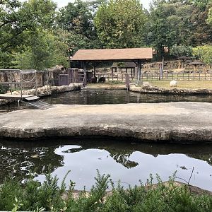 Hippopotamus (Female & Calf) Exhibit