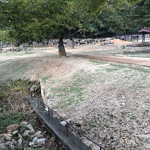 Dall’s Sheep Exhibit