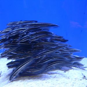 Striped Eel Catfish