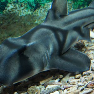 Port Jackson Shark