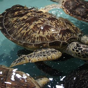 Green Sea Turtle