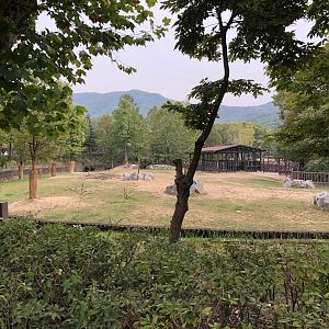 American Bison Exhibit