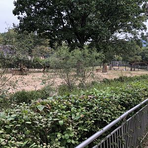 Sable Antelope Exhibit