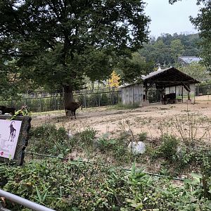 Sable Antelope Exhibit