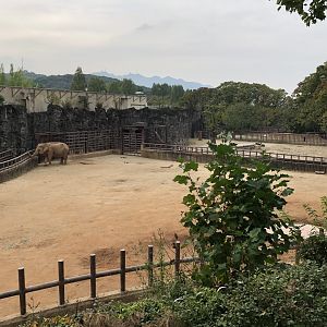 Asian Elephant Exhibit