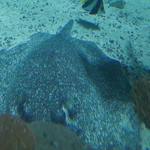 Porcupine Ray