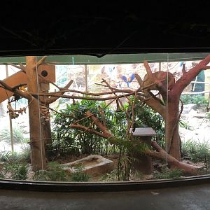 Toco Toucan Exhibit