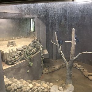 Victoria Crowned Pigeon Exhibit