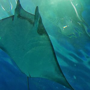 Lesser Devil Ray