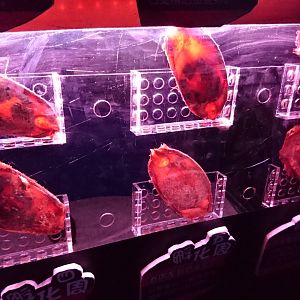 Brownbanded Bamboo Shark Eggcase