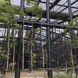 Grey Crowned Crane Exhibit