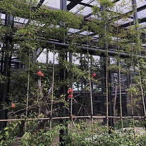 Scarlet Ibis & Eurasian Spoonbill Exhibit
