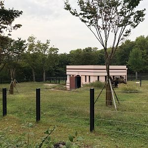 Bactrian Camel Exhibit