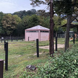 Dromedary Camel Exhibit