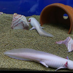 Axolotl Tank