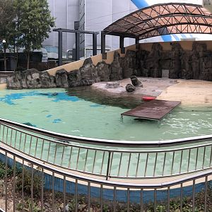 Spotted Seal Exhibit