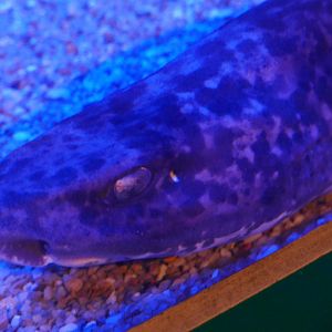 Japanese Swellshark