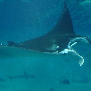 Reef Manta Ray