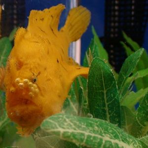 Frogfish