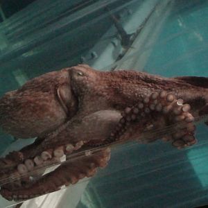 Giant Pacific Octopus