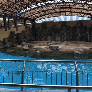 South American Fur Seal Exhibit