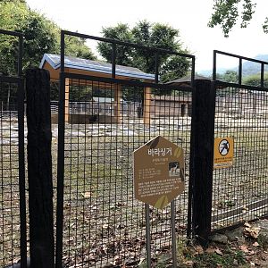 Barasingha (Male) Exhibit