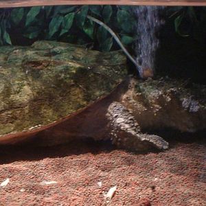 Matamata Turtle